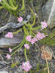 Lachnospermum umbellatum