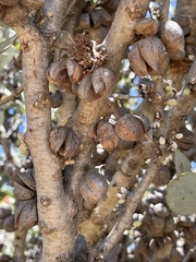 Hakea petiolaris