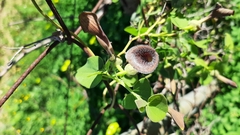 Aristolochia baetica