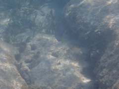 Acanthurus coeruleus