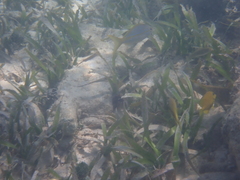 Ocyurus chrysurus