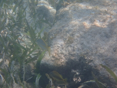 Ocyurus chrysurus