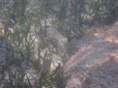 Ocyurus chrysurus