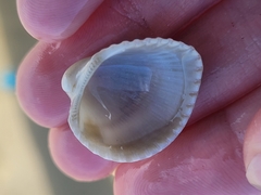 Lunarca ovalis