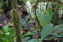 Pleurothallis ruscifolia