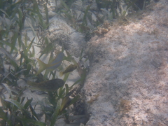 Ocyurus chrysurus