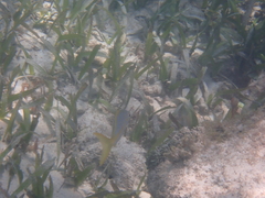 Ocyurus chrysurus