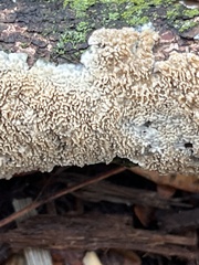 Irpex lacteus