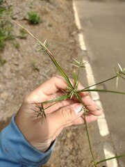 Cyperus sphacelatus