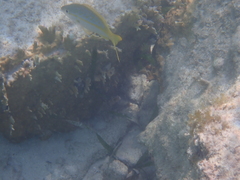 Ocyurus chrysurus