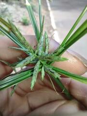 Cyperus sphacelatus