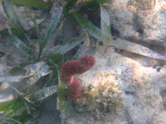 Amphimedon compressa