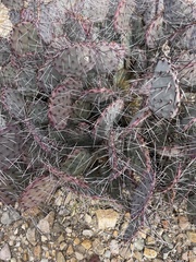 Opuntia azurea