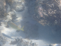 Haemulon flavolineatum