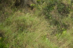 Melinis minutiflora