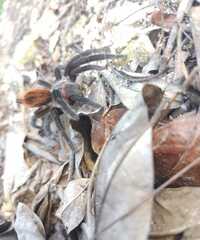 Tliltocatl epicureanus