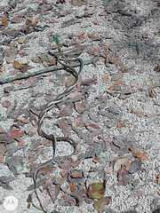 Leptophis mexicanus