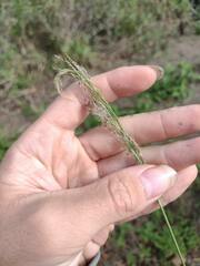 Digitaria insularis