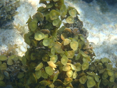Turbinaria