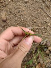 Cyperus aggregatus