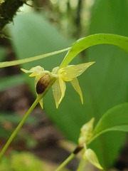 Pleurothallis ruscifolia