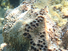 Ircinia felix