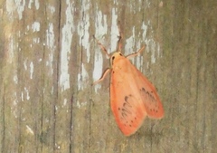 Miltochrista miniata