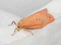 Miltochrista miniata