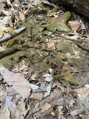 Chlorosplenium chlora