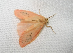 Miltochrista miniata