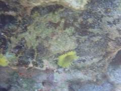 Notaulax occidentalis