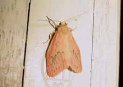 Miltochrista miniata