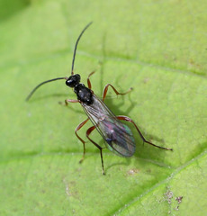 Proctotrupidae