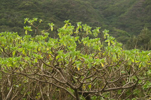 Heliotropium velutinum