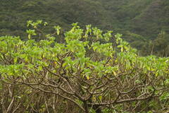 Heliotropium arboreum