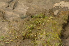 Paspalum vaginatum