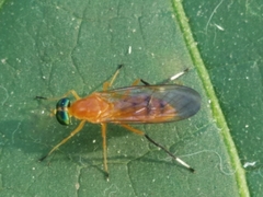 Ptecticus testaceus