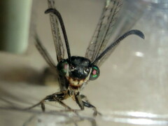Myrmeleon acer