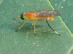 Ptecticus testaceus