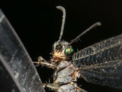 Myrmeleon acer