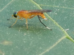 Ptecticus testaceus