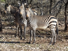 Equus zebra hartmannae