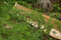 Indigofera suffruticosa