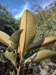 Chrysophyllum cainito