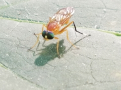 Ptecticus testaceus