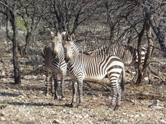 Equus zebra hartmannae
