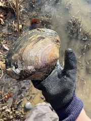 Lasmigona complanata