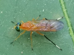 Ptecticus testaceus