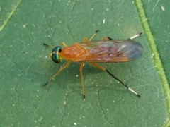 Ptecticus testaceus
