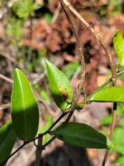 Disonycha quinquelineata